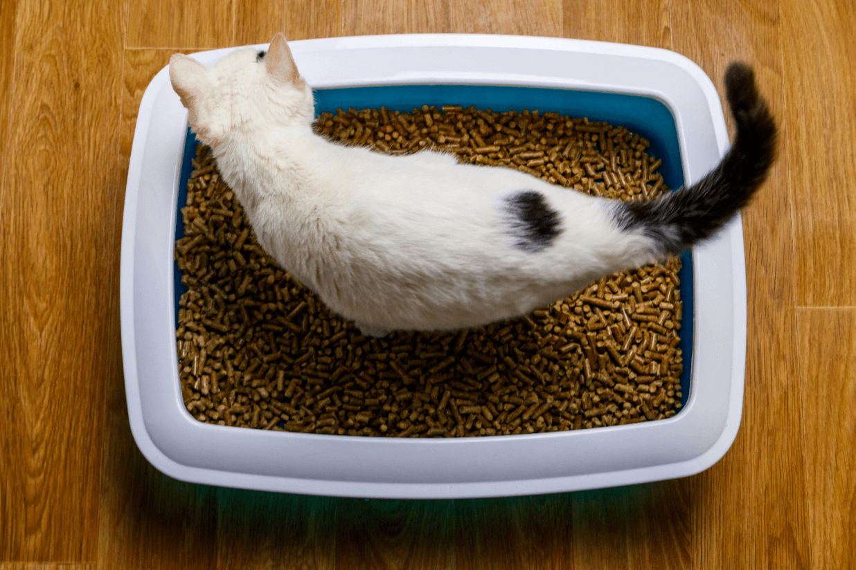 8 Best Open Top Cat Litter Box - Tested & Reviewed 2024!